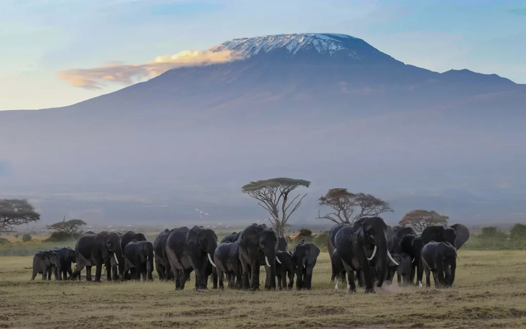 El safari definitivo por la naturaleza de Kenia -una vista del Kilimanjaro desde Amboseli - Viaje con African Adventure Specialists