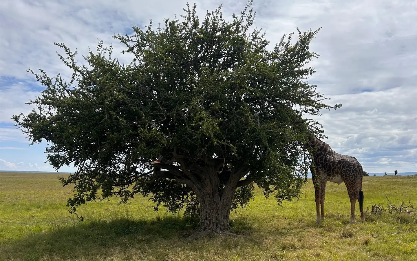Safari de paisajes oníricos en Kenia - Hermosa Jirafa en el Masai Mara - African Adventure Specialists
