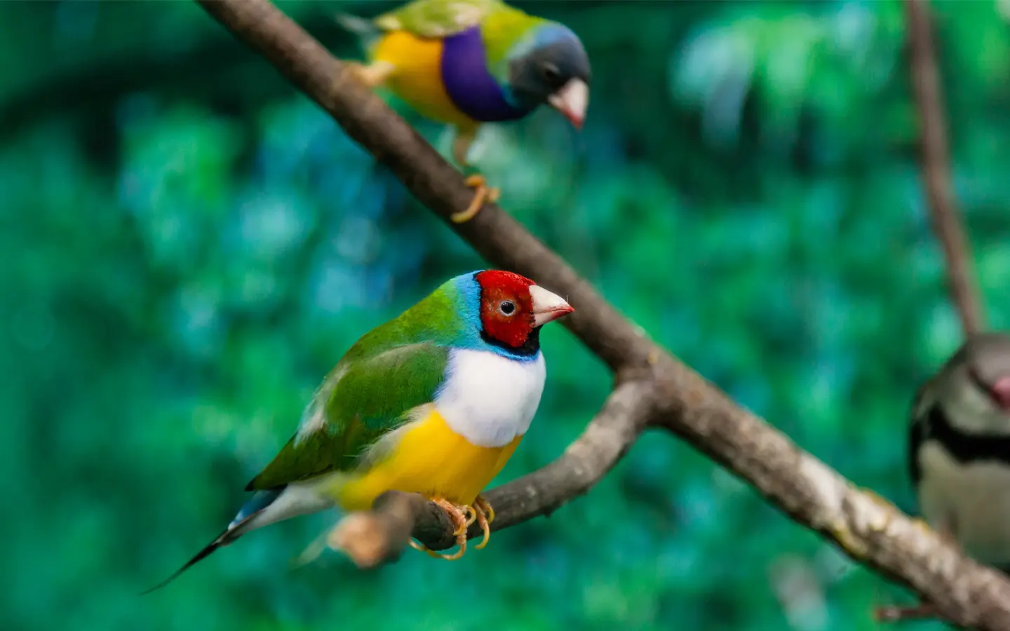 Birding in Mahale Mountains - African Adventure Specialists - Best Destination Management Company in Tanzania
