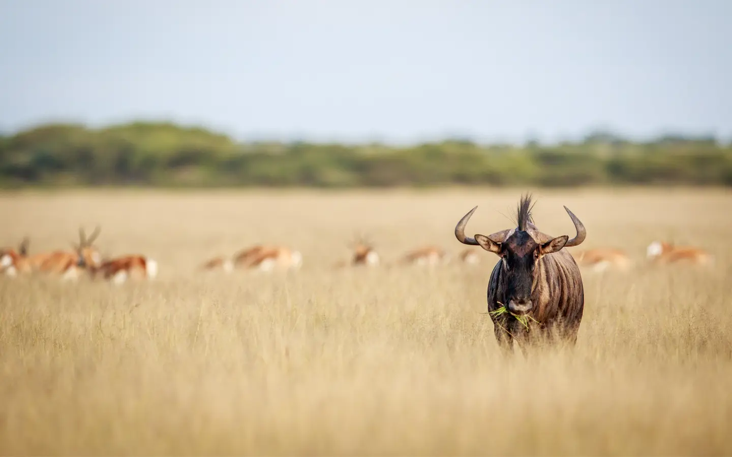 tour de la Gran Migración y la Belleza Escénica - African Adventure Specialists - Best Destination Management Company in Tanzania