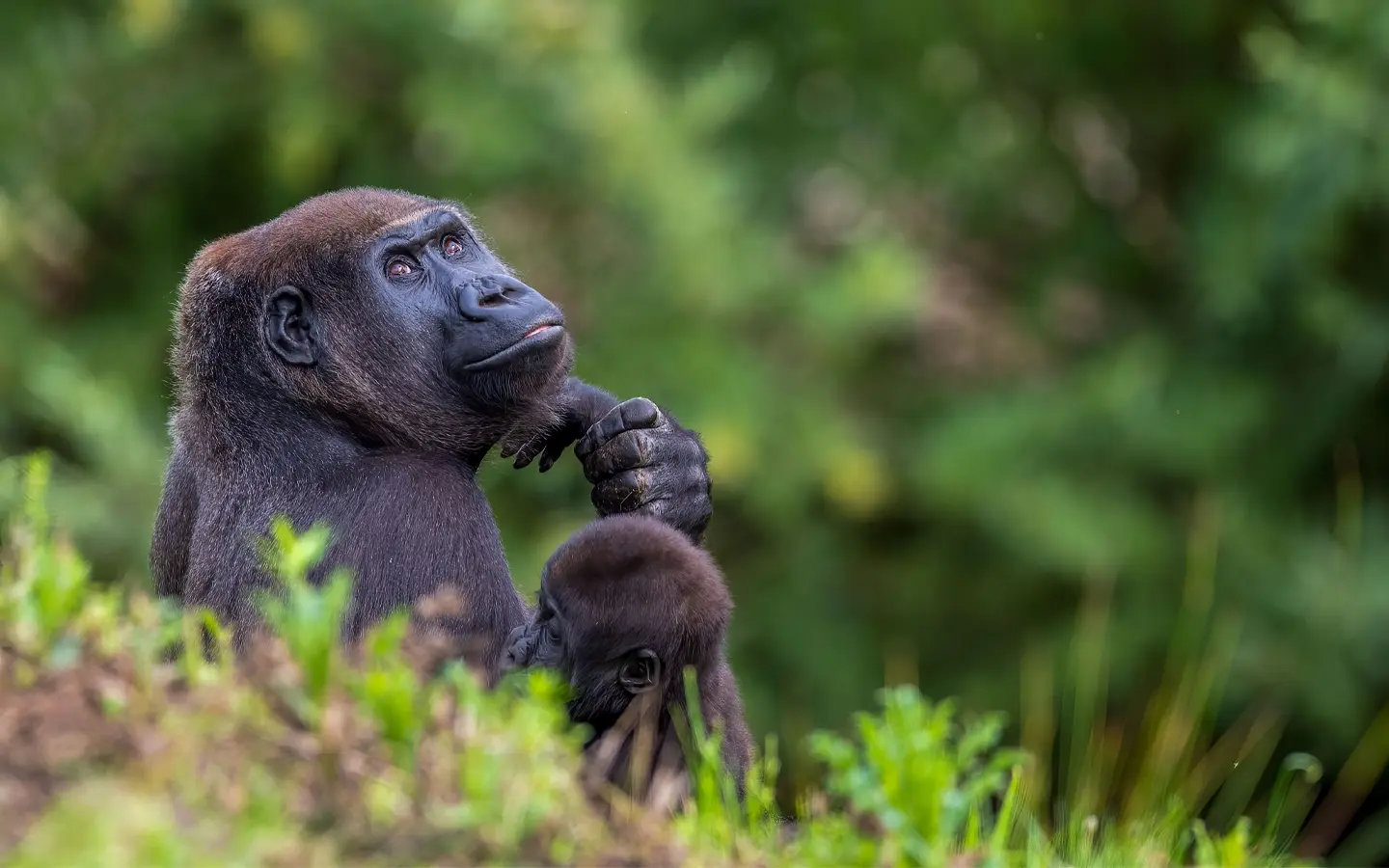 Bwindi Gorillas Safari Experience - Bwindi Impenetrable Forest - African Adventure Specialists - Best Destination Management Company in Uganda