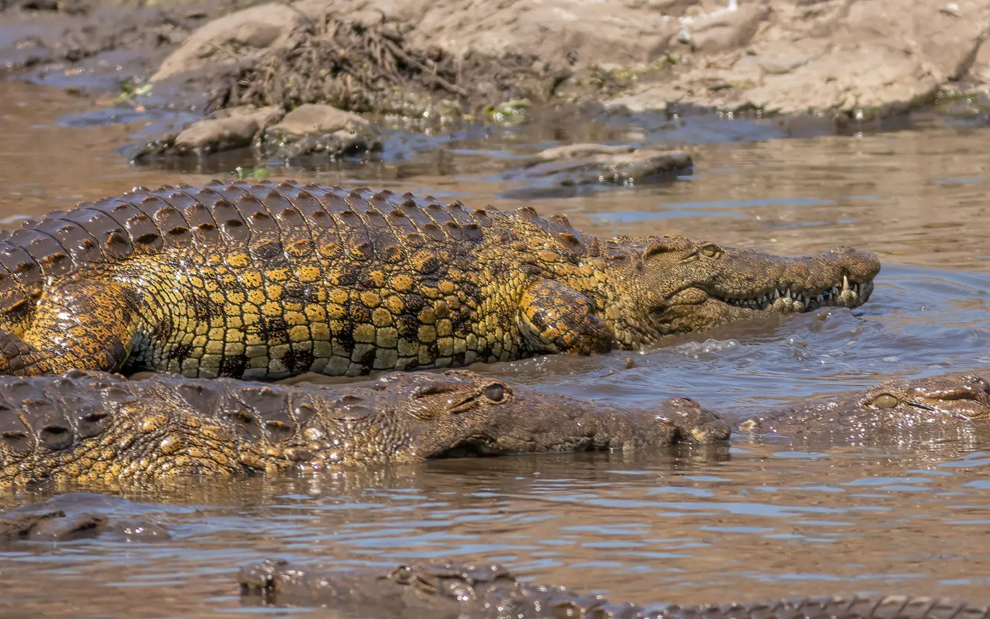 Crocodiles in the Nile - African Adventure Specialists - Best Destination Management Company in Uganda