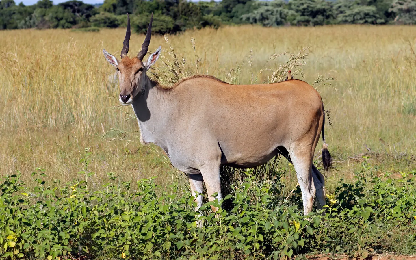 Eland in the Kidepo Valley National Park - African Adventure Specialists - Best Destination Management Company in Uganda