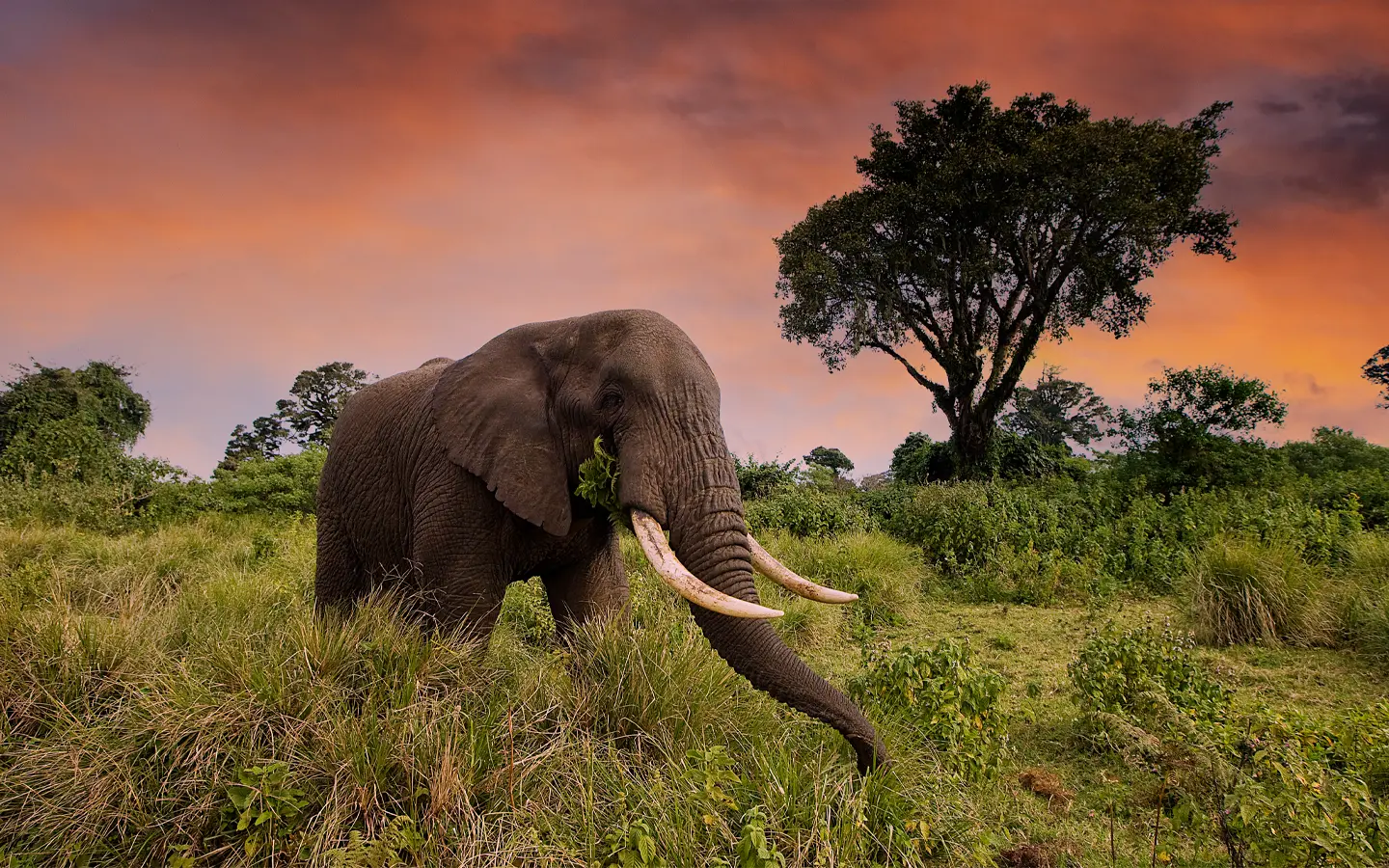 Safari de joyas ocultas de Tanzania - Elefantes en Tanzania - Especialistas en aventuras africanas - La mejor empresa de gestión de destinos en Uganda