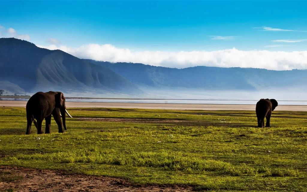 safari clásico del norte de Tanzania - African Adventure Specialists - La mejor empresa de gestión de destinos en Tanzania