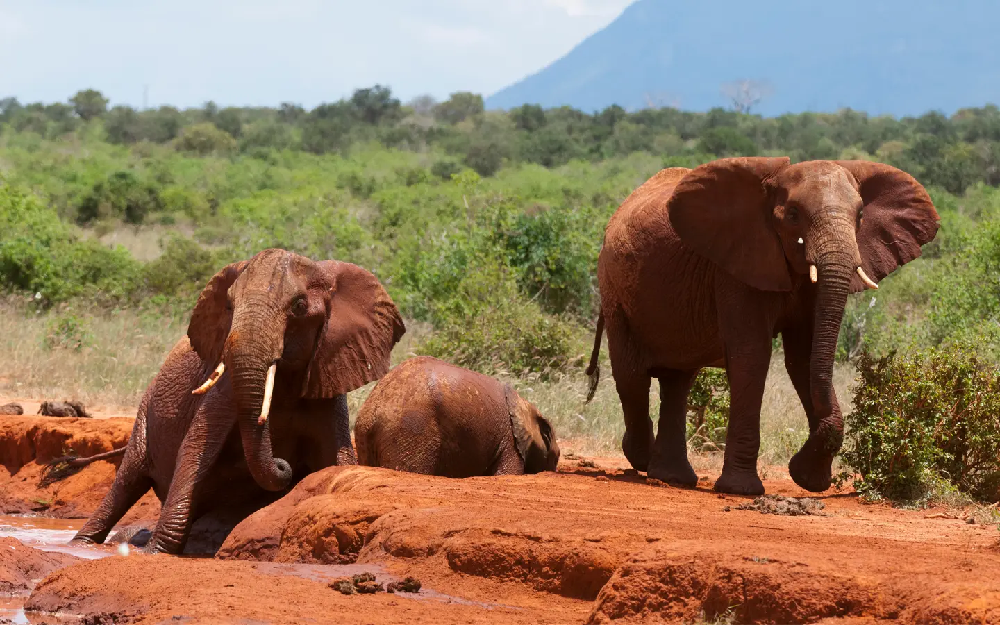 Tsavo East National Park - Elephants in Tsavo East- African Adventure Specialists - Best Destination Management Company in Kenya