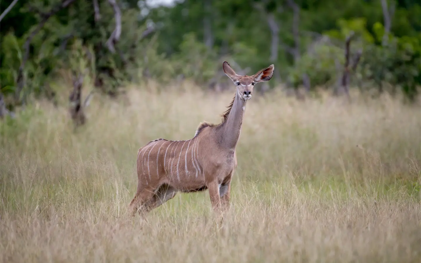 Samburu National Reserve -Female kudu antelope- African Adventure Specialists - Best Destination Management Company in Kenya