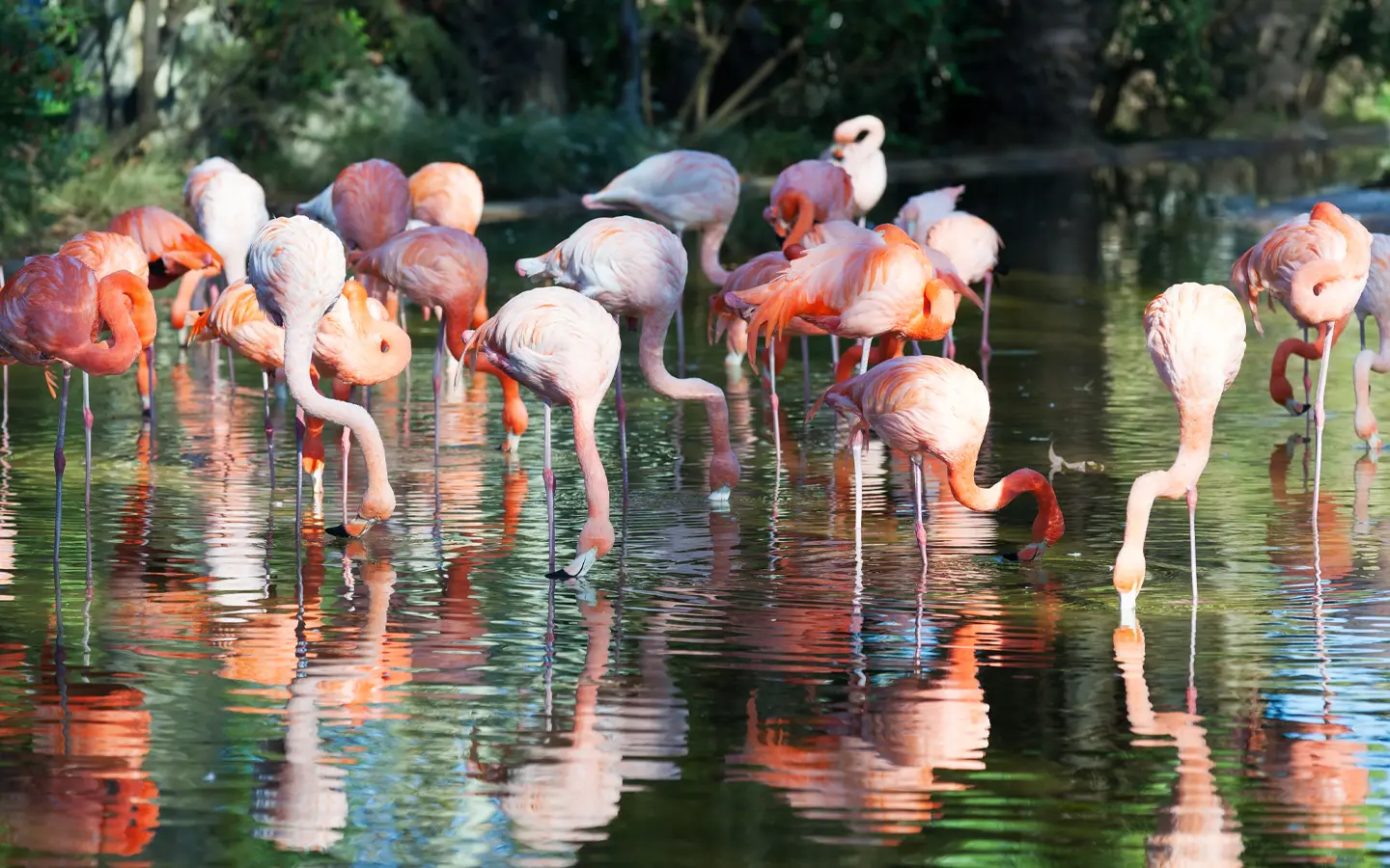 Lake Nakuru National Park - Flamingoes in Nakuru - African Adventure Specialists - Best Destination Management Company in Kenya