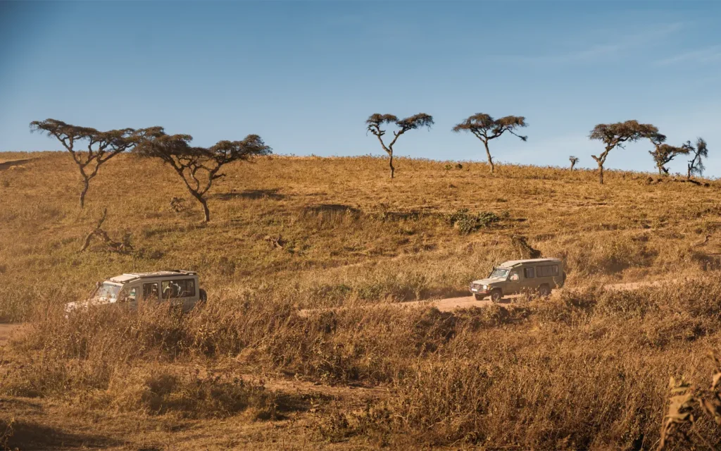 Exquisito safari de esplendor salvaje en Tanzania - Safari en Ngorongoro - Especialistas en aventuras africanas - La mejor empresa de gestión de destinos en Tanzania