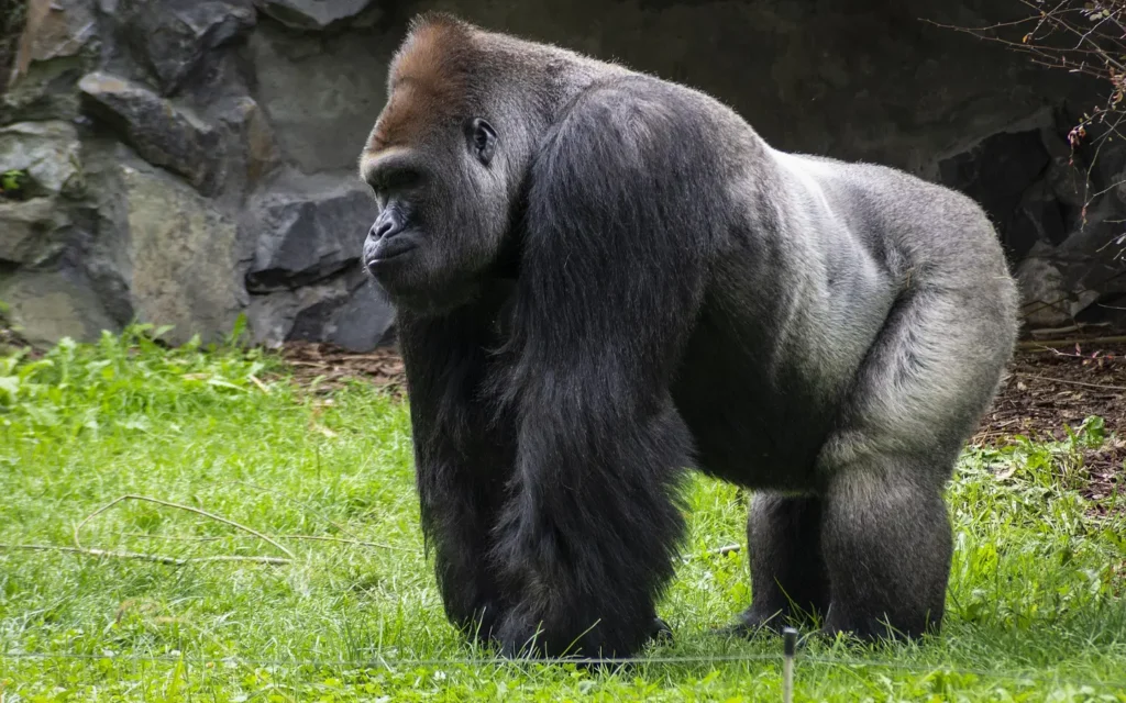 A Classic Rwanda Gorilla Expedition - Gorilla in Rwanda - African Adventure Specialists