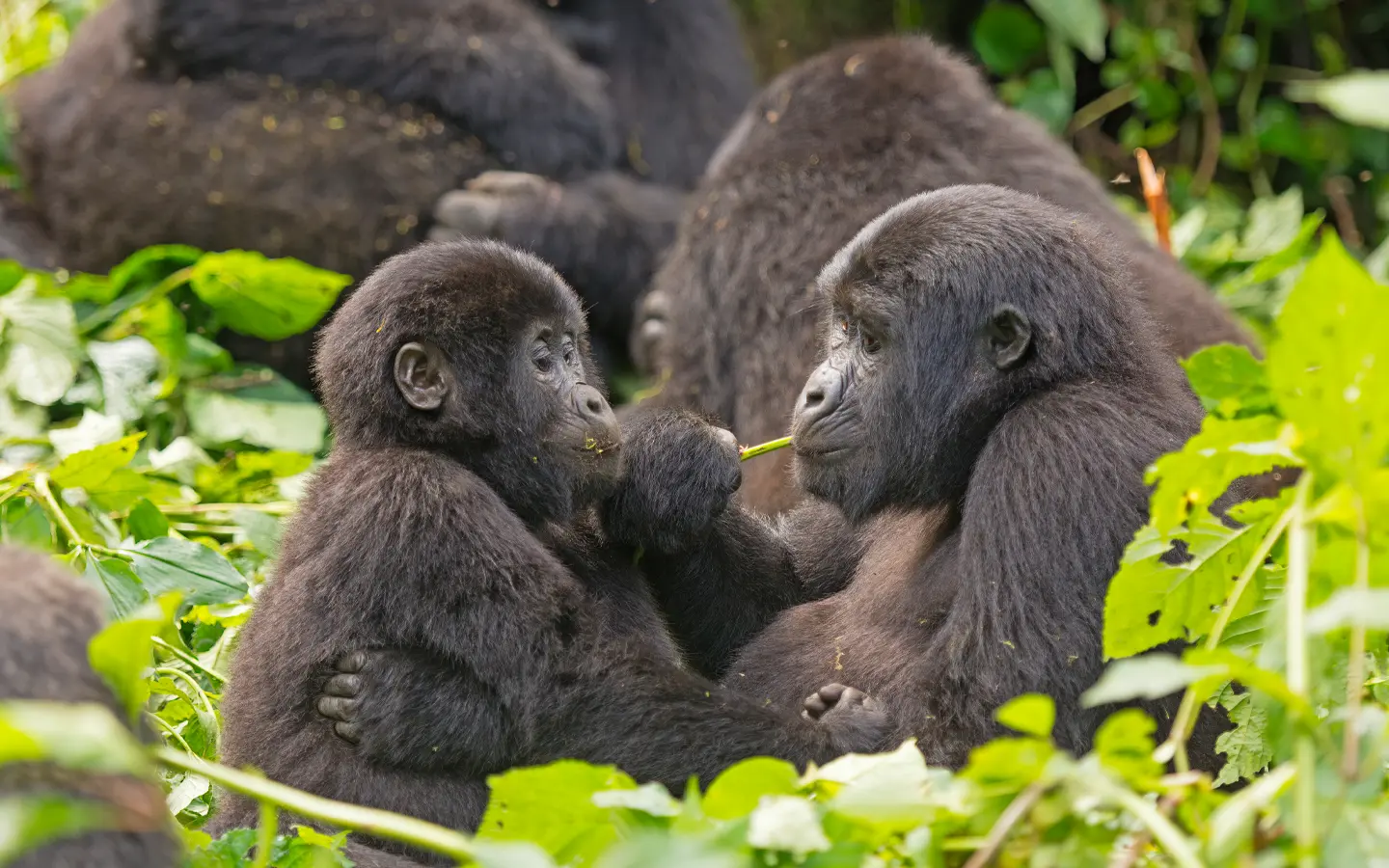 Gorillas feeding - African Adventure Specialists - Best Destination Management Company in Rwanda