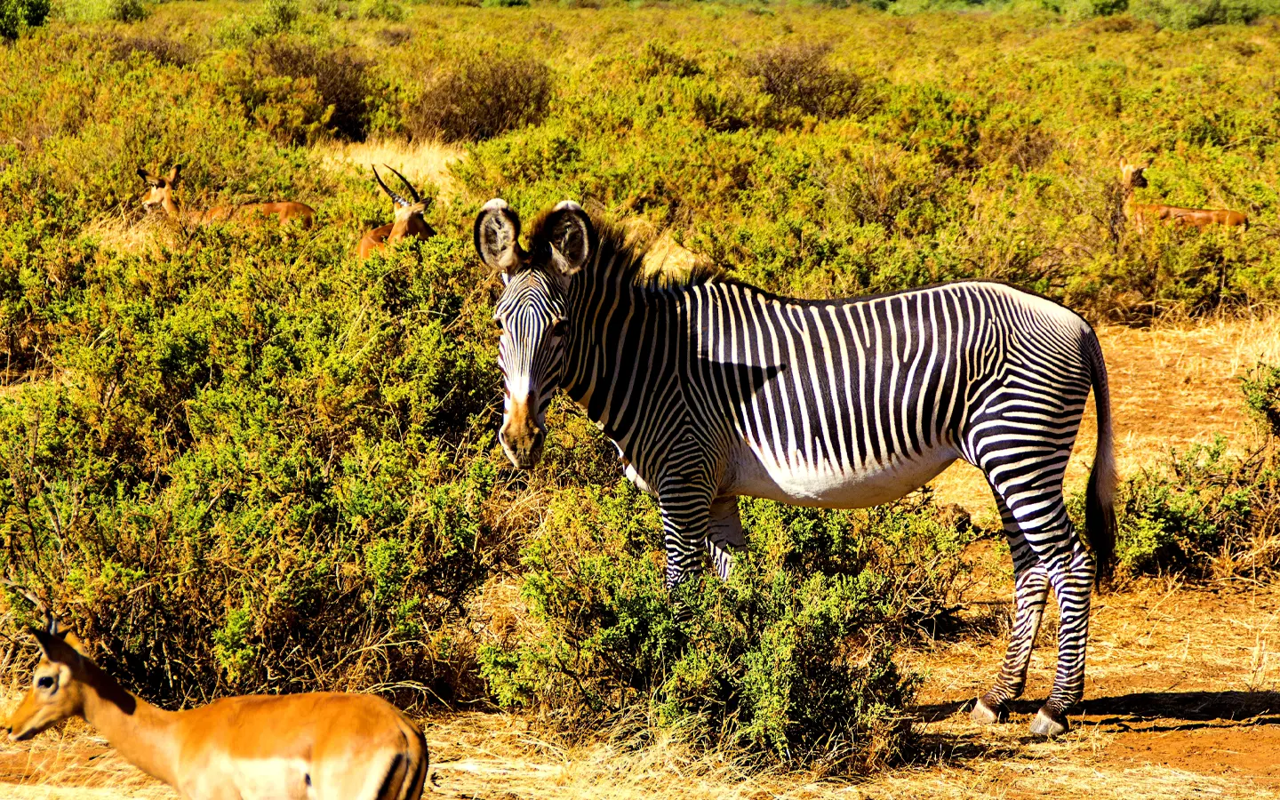 Grevy Zebra in the savannah - African Adventure Specialists - Best Destination Management Company in Kenya