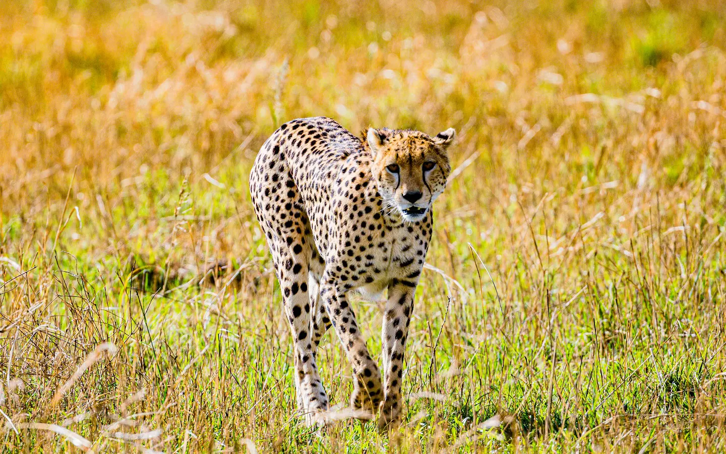Leopard Walking majestically - African Adventure Specialists - Top Destination Management Company in Kenya and East Africa