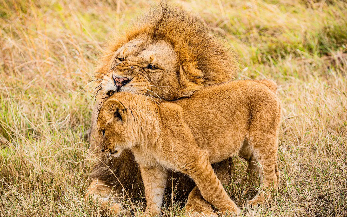 Safari de elegancia salvaje de Kenia - León abrazando a su cachorro - Viaje con especialistas en aventuras africanas