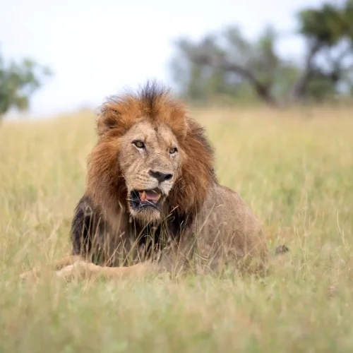 Su empresa líder en gestión de destinos turísticos en Kenia y África Oriental- León descansando en el Maasai Mara - African Adventure Specialists