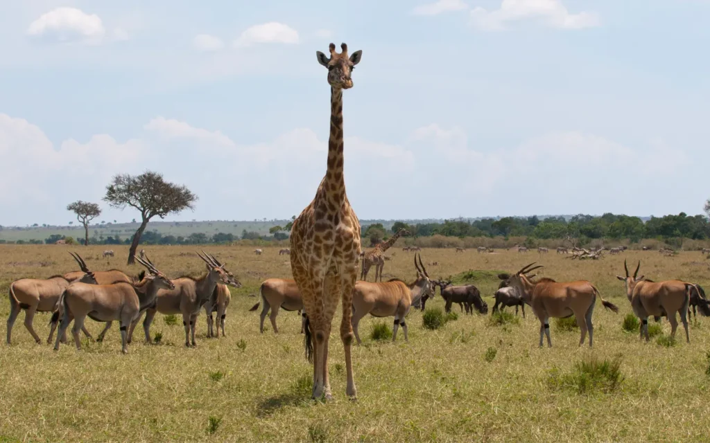Equatorial Wonders Safari - Maasai Giraffe Camerlopardalis and gazelle - African Adventure Specialists - Best Destination Management Company in Tanzania