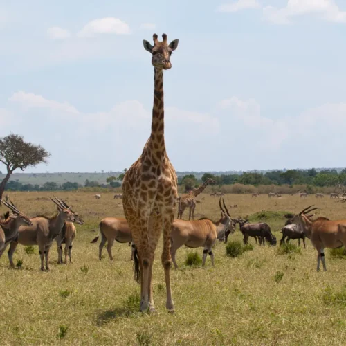 Equatorial Wonders Safari - Maasai Giraffe Camerlopardalis and gazelle - African Adventure Specialists - Best Destination Management Company in Tanzania