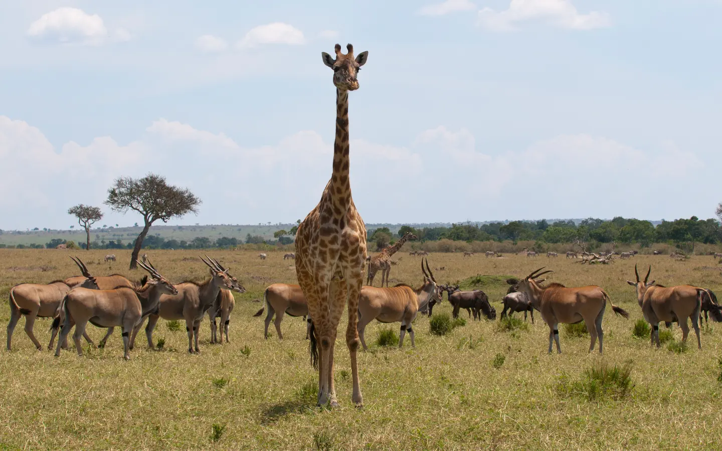Equatorial Wonders Safari - Maasai Giraffe Camerlopardalis and gazelle - African Adventure Specialists - Best Destination Management Company in Tanzania