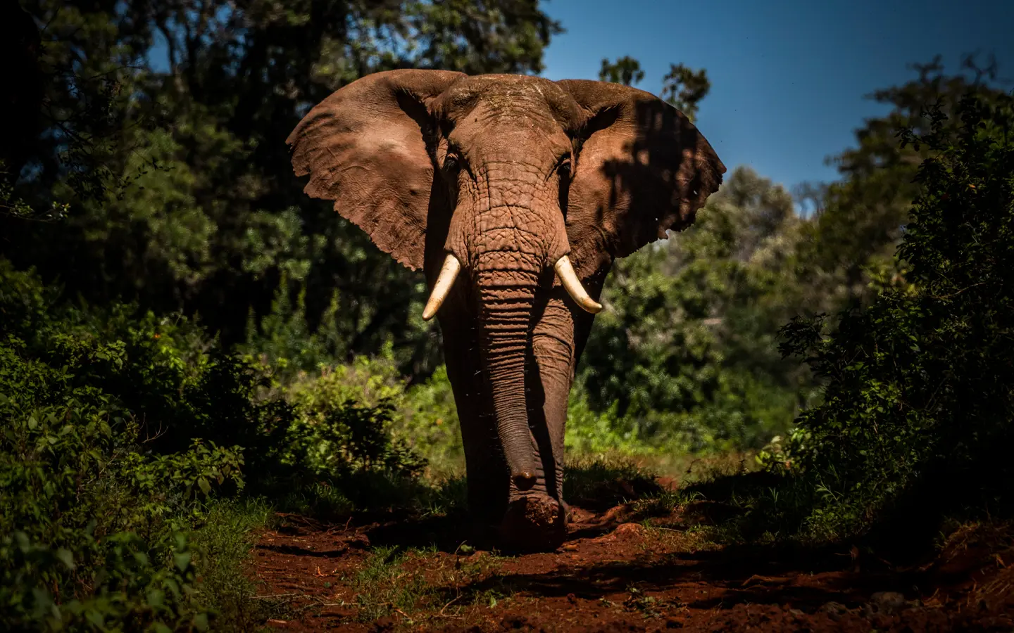 African Adventure Specialists - Best Destination Management Company in Kenya