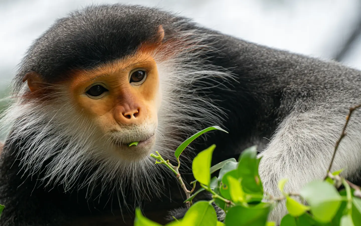 Mgahinga Gorilla National Park - Golden Monkey - African Adventure Specialists - Best Destination Management Company in Uganda