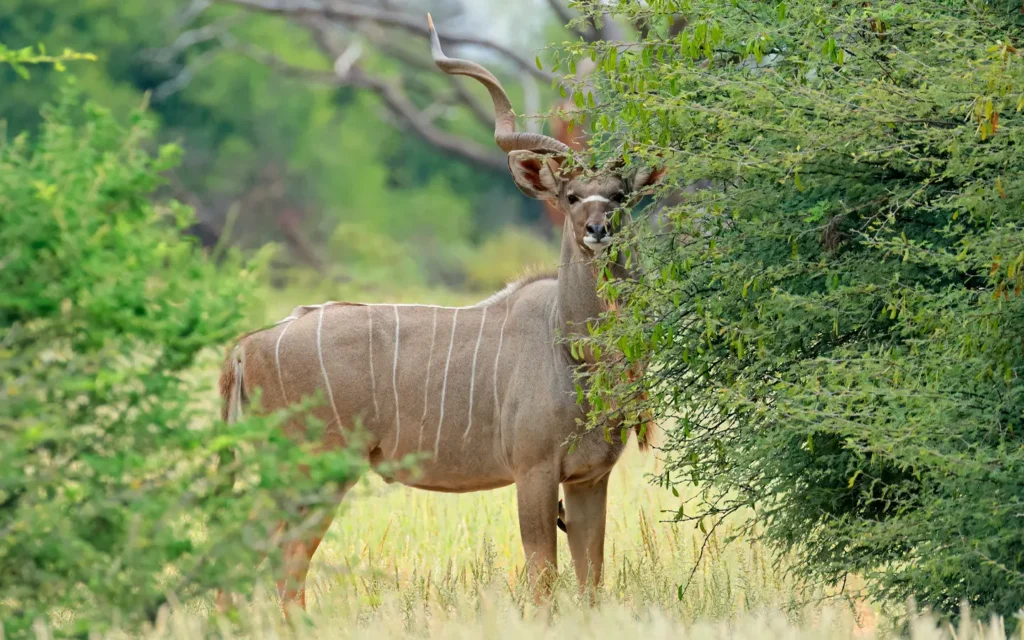 Safari de lujo en Tanzania: antílopes kudú del Monte Meru - Especialistas en aventuras africanas - La mejor empresa de gestión de destinos en Tanzania