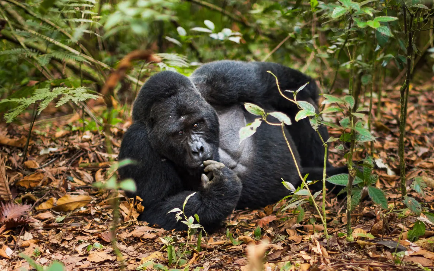 Rwanda Gorilla Safari - Mountain Gorilla - African Adventure Specialists - Best Destination Management Company in Rwanda