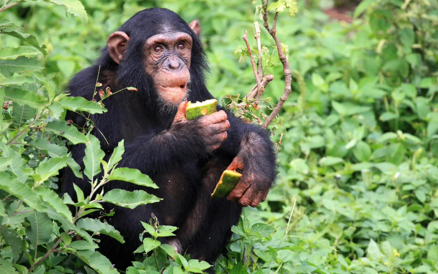 Nyungwe Forest National Park- African Adventure Specialists - Best Destination Management Company in Rwanda