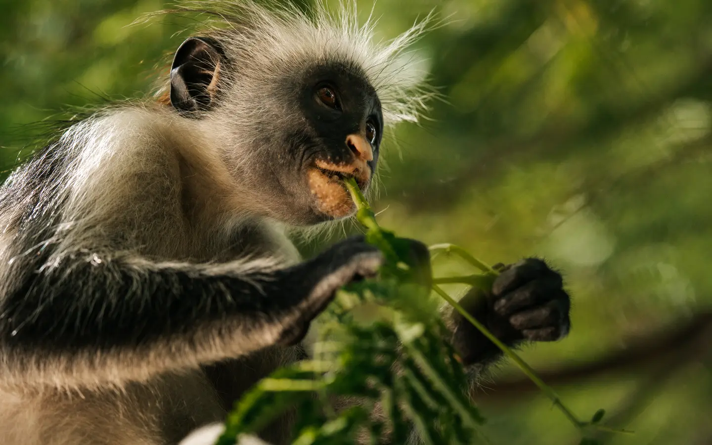 Aventura Uganda y Ruanda - Colobo rojo - Especialistas en aventuras africanas - La mejor empresa de gestión de destinos en Uganda