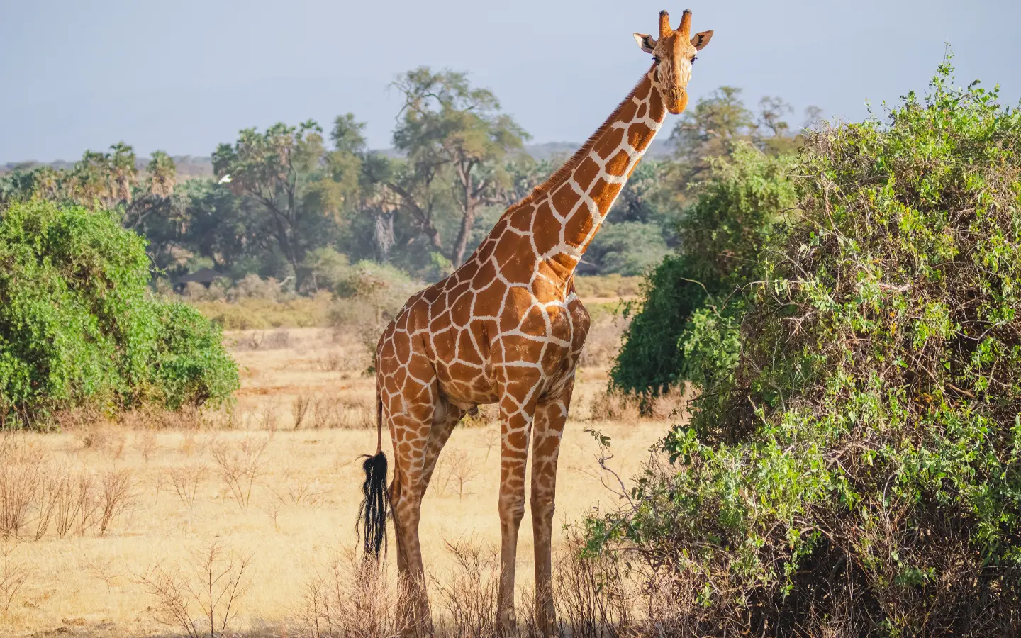 Kenya Safari Odyssey -Reticulated Giraffe in Samburu - African Adventure Specialists - Best Destination Management Company in Kenya