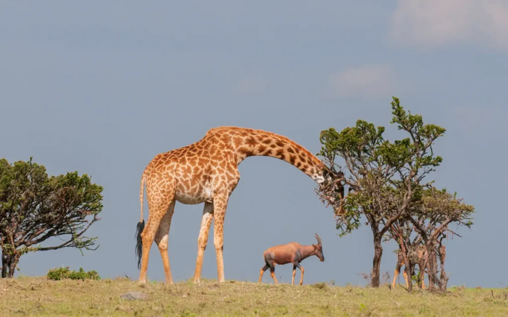 El safari de lujo definitivo en África Oriental - Jirafa reticulada en el Parque Nacional de Samburu - Especialistas en aventuras africanas - La mejor empresa de gestión de destinos en Kenia