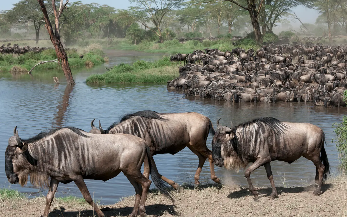 Serengeti national Park - African Adventure Specialists - Best Destination Management Company in Tanzania