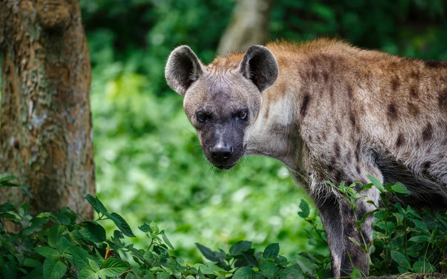 Spotted hyena in Volcanoes National Park - African Adventure Specialists - Best Destination Management Company in Rwanda