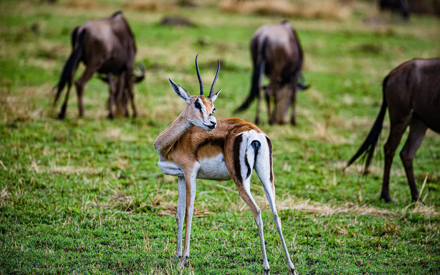 Tanzania Hidden Treasures Safari - The Thompson's Gazelle- Travel with African Adventure Specialists