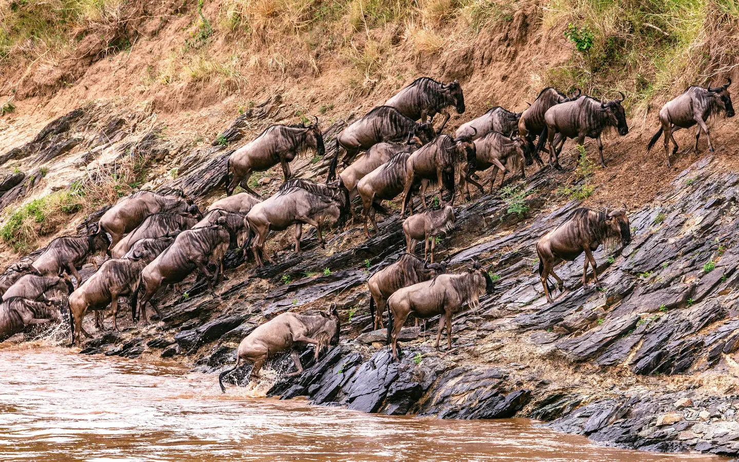 El Gran Safari de África Oriental - La migración de los ñus - Viaje con especialistas en aventuras africanas