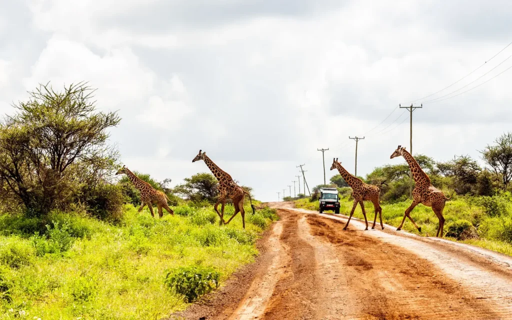 Safari Clásico Twiga -La magia del safari en el Parque Nacional Amboseli - Especialistas en aventuras africanas