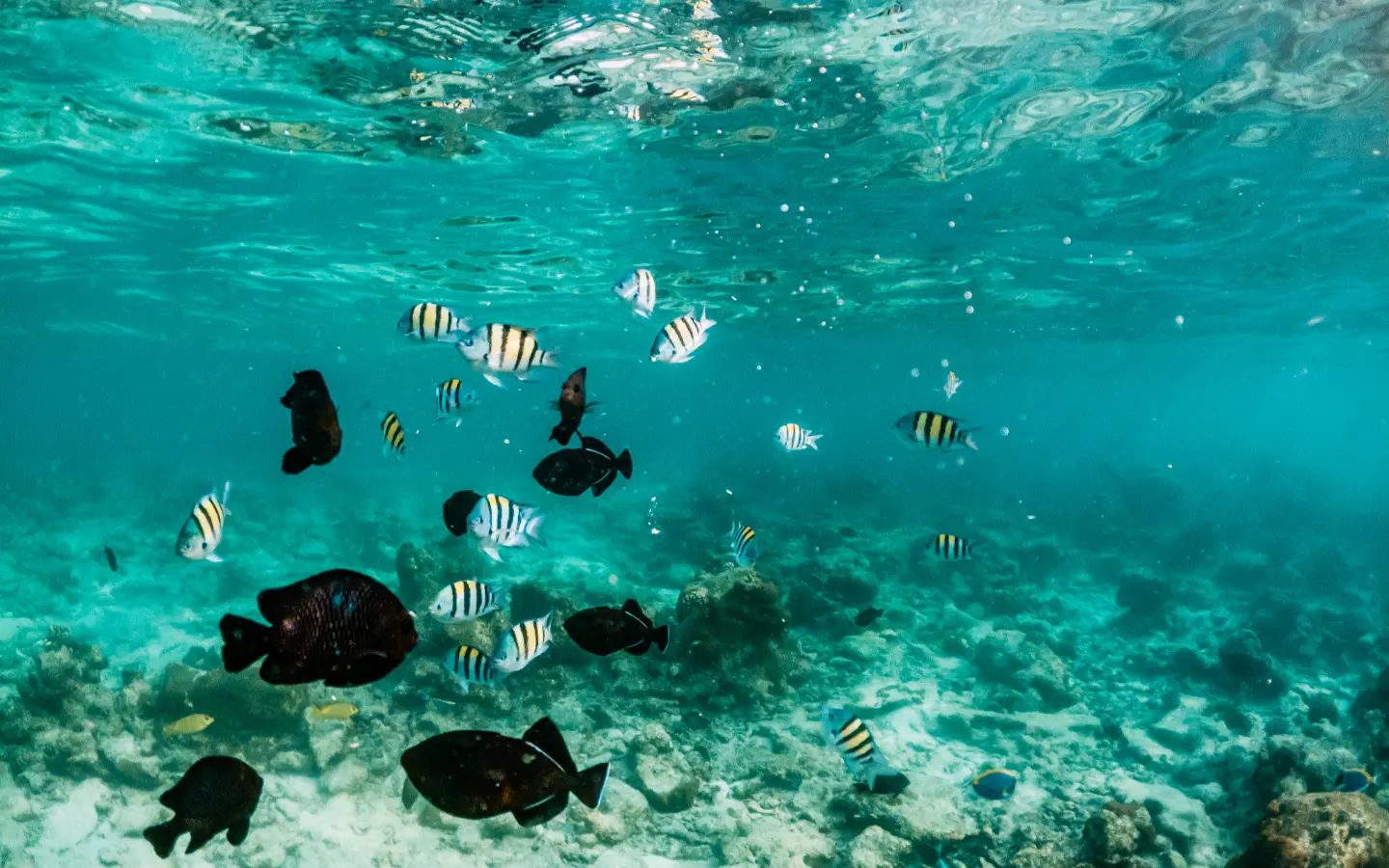 Tropical Fish snorkeling - African Adventure Specialists - Best Destination Management Company in Kenya