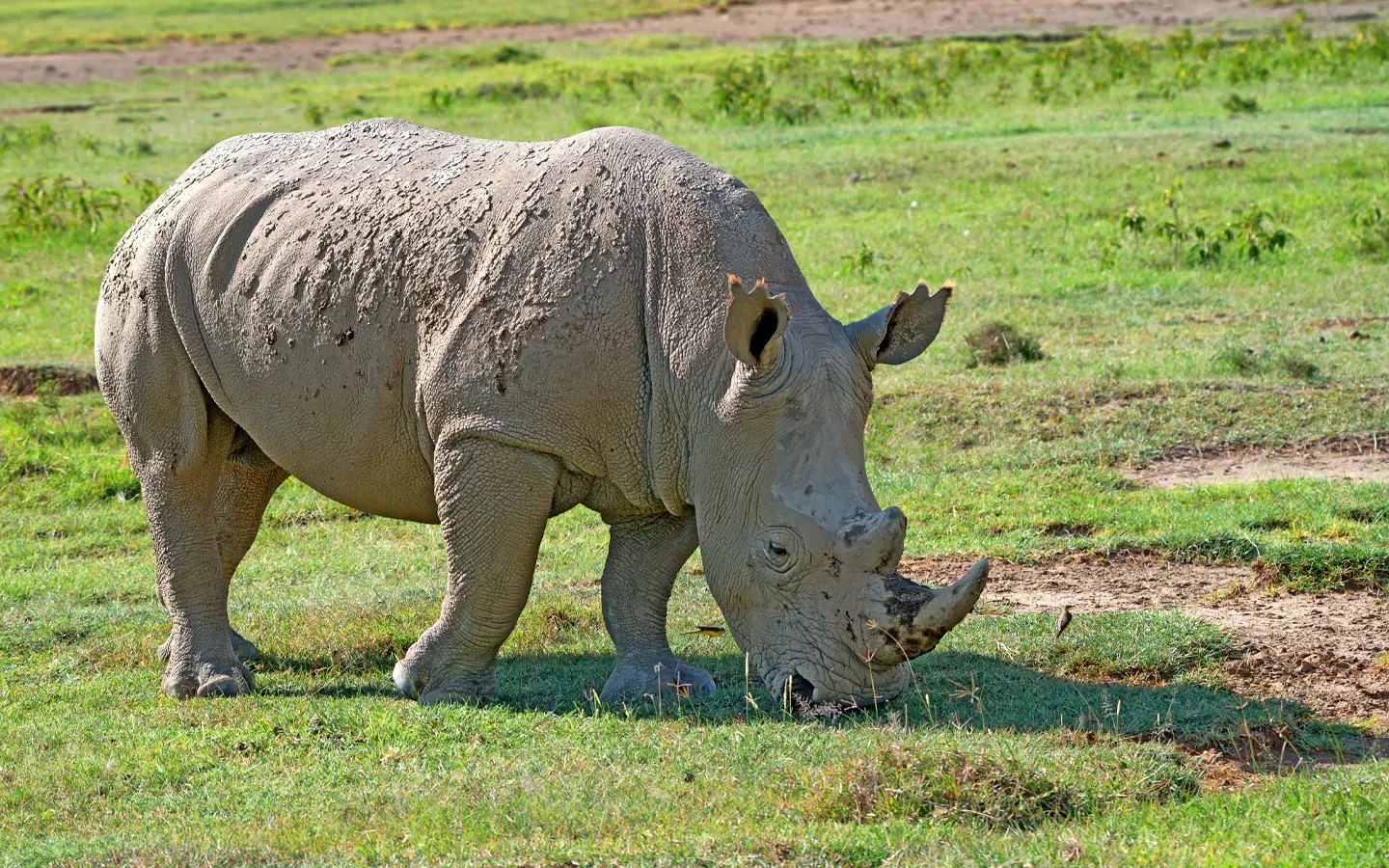 Ol Pejeta Conservancy - White Rhino - African Adventure Specialists - Best Destination Management Company in Kenya