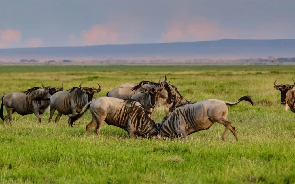 Aventura Eco Safari Premier en Kenia - Ñus pastando en el Parque Nacional del Serengeti - African Adventure Specialists