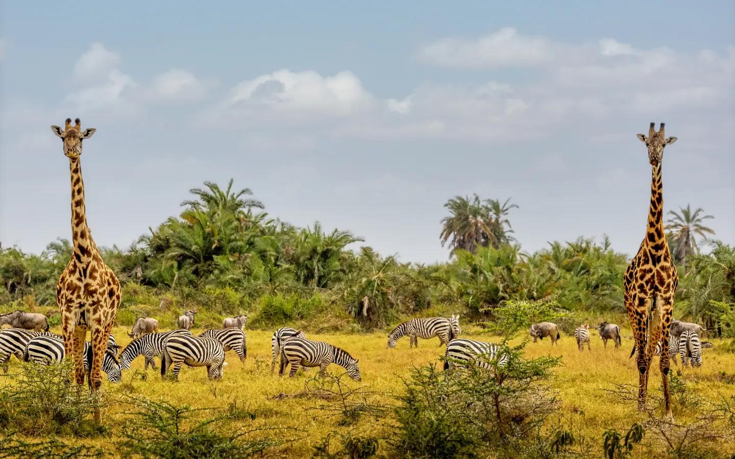 Wildlife in Amboseli - African Adventure Specialists - Best Destination Management Company in Kenya