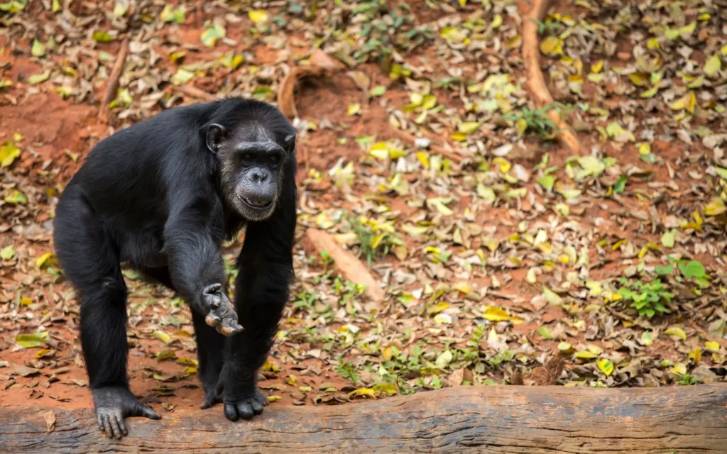 Gorilla Encounter Safari: Uganda’s Wild Heart - Young chimpanzee - African Adventure Specialists - Best Destination Management Company in Uganda