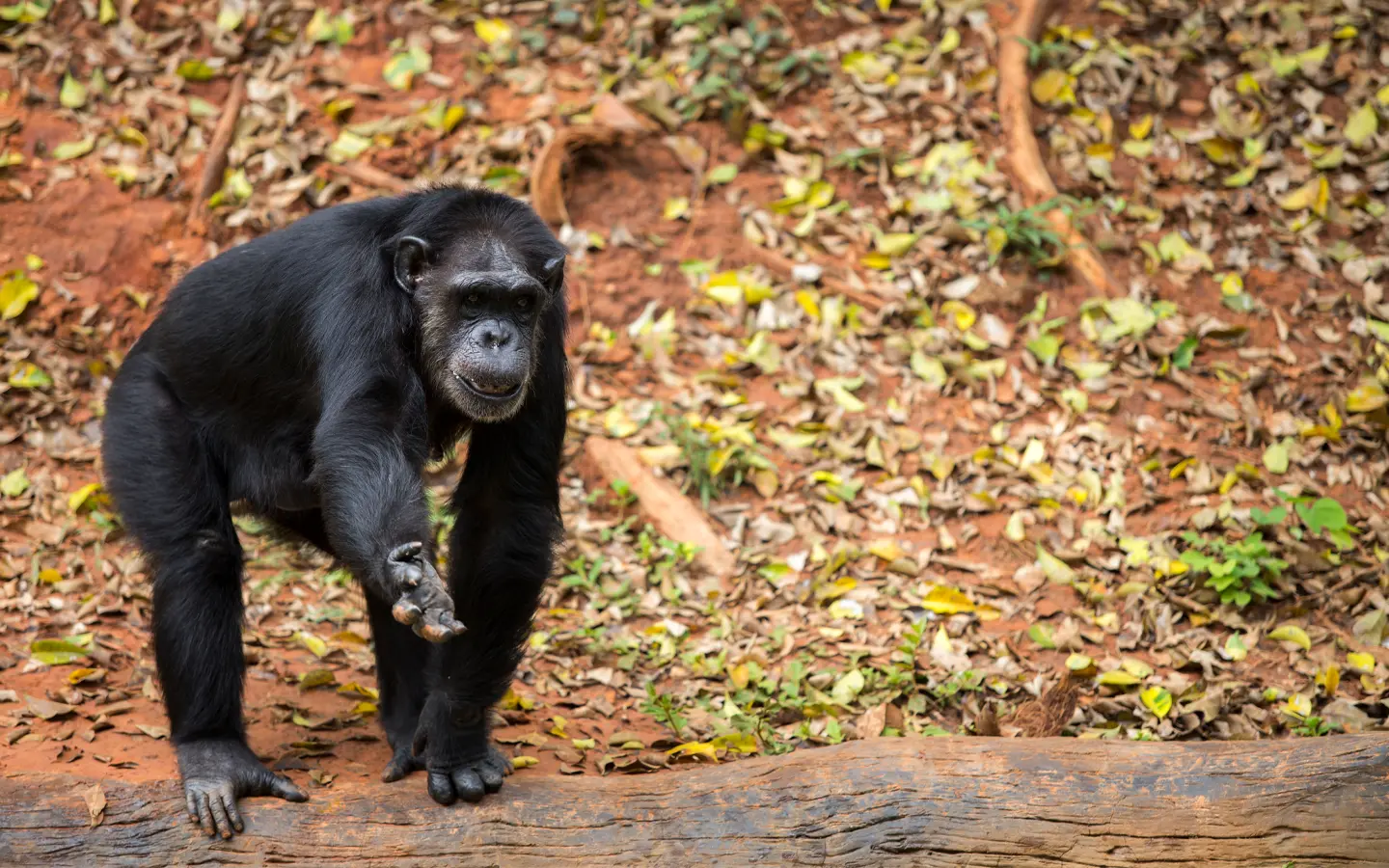 Gorilla Encounter Safari: Uganda’s Wild Heart - Young chimpanzee - African Adventure Specialists - Best Destination Management Company in Uganda